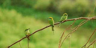 WWF Living Planet Report – Bending the curve of biodiversity loss