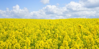 FAO – The State of Food and Agriculture